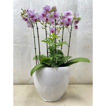 퀵 배송 서울승진화분 축하난배달 서울꽃배달 승진축하서양난 서울개업화분 문정축하화분, 1.화이트