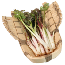 눈꽃 땅두릅 2kg 1.5kg 1kg. 500g 강원도 산지직송, 1개