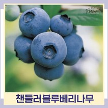 블루베리나무 묘목 챈들러(첸들러) 삽목2년생 포트묘 2개
