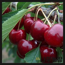 (나무농장) 체리나무 라핀(자가수정) 접목1년 묘목 ( 2주묶음 )