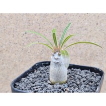 아프리카식물/파키포디움 그락실리우스-3141 아프리카농장