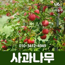 미니사과(오토매) 접목1년 특묘나무 묘목 도시농부