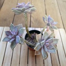 분홍용월 목대 4두 키우기 쉬운 실내 다육 랜덤발송4-50, 단품