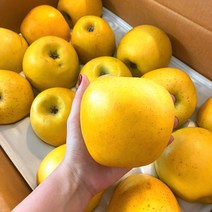 냥냥이네 황금사과 시나노골드 3kg 5kg 10kg 부사 감홍 엔비사과 경북 문경 안동 영주 거창 장수 고당도, 가정용, 중과 (16~18과)