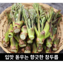 [국내산/국산] 향긋한 두릅 땅두릅 500g 1kg 사포닌 산지직송 채소 제철 나물 산두릅 참두릅 두릅장아찌 장아찌 나물 반찬 여름 산나물 생두릅 특수야채 봄나물, 땅두릅 1kg