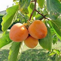 묘목/감나무 태추단감/ R2cm(결실주) N1000