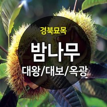 우수한 품종의 나무묘목 유실수 과실수 약용수 조경수 판매중, 밤나무, 대보밤 접목 상묘