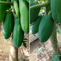 전남 완도 그린파파야.2kg. 국내산 쏨땀(샐러드) .장보고농원