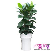 꽃뜨랑 전국배송 대형화분 행운목 해피트리 스투키 금전수 개업화분 당일배송꽃배달, A07 고무나무, 1개