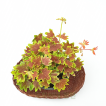 도희씨네 정원>> 천연 해충퇴치 식물 단풍 제라늄 080″ class=”wr-img”></a></div></p></div></p></div></p></div><div class=