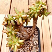 아돌피철화 키우기 쉬운 다육식물 1-90랜덤발송, 단품