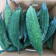 생여주 (1KG) 초록 여주 천연인슐린 고야 비터멜론, 1봉, 1KG
