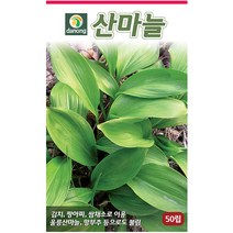 다농 쇠무릎 1g - 씨 씨앗 쇠무릎씨앗 쇠무릎씨 우슬초 산형채 대절채 쇠물팍 은실 백배 마청초 나물씨앗 민속채소 채소씨 채소씨앗, 21_다농_산마늘(50립)