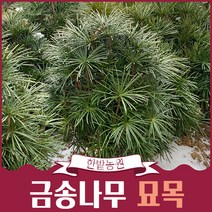 금송나무 묘목 10년생 분묘 관상수 가로수 기념수 상록수 정원수 원예 가든, 1개
