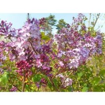 묘목/돈나무/3치포트/5주 N0696