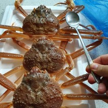 최상급 활 영덕대게 생물 포항 구룡포 박달대게 산지 직송, 국산대게 소 9.1~9.5cm 5마리