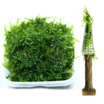 [바보사랑] 무결점 미니삼각 모스+트리모양 모스활착 1개 세트