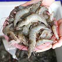 당일조업 신안 대하 흰다리새우 산지직송 활새우 1kg, 1개, 흰다리새우 1kg(35-38미)