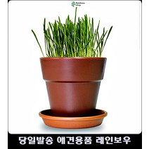 고양이화분선물 캣닢재배세트 고양이키우는법 고양이키우기 고양이용품샵 고양이키울때 펫가구, 1개