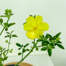 내뜰에 겹영춘화 소품 노란꽃