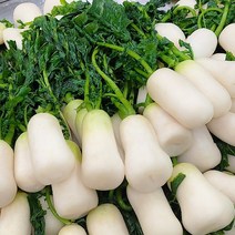 삼남매농산물 강원도 절임알타리 절인초롱무 5kg 10kg, 절임알타리 5kg
