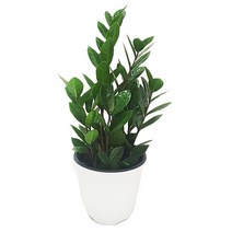 도도팜 1+1 스파트필름/ 호야 테이블야자 고무나무 행운목 스킨답서스 아이비 천냥금 파키라 율마 금전수 나도풍란 리사호야 금전수 보석금전수 문샤인 스투키 토분 공기정화식물, 23. (1개)금전수(중중) 1개