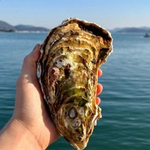 산지직송 통영 대왕굴 삼배체굴 생굴 1kg, 단품