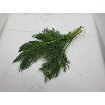 [특급] 허브딜 10 g 생잎 향신료
