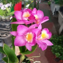 행복한꽃순이 카틀레야71(미야) 재입고