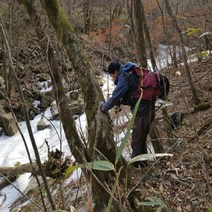 지리산 함양 마천고을 고로쇠 물 수액 12병 예약판매