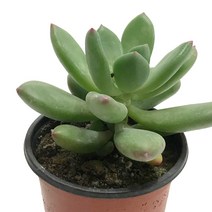 청성미인-미인류/도미인/홍미인/성미인/다육식물