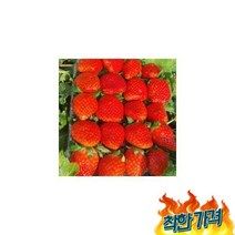 딸기 장희 산청 생딸기 특품 7 x 2팩