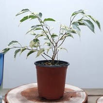 그늘에서잘자라는 반음지 잘안죽는 새집증후군 침실 실내 공기정화 식물 스타라이트 칼라 무늬 벤자민 고무나무 화분 세트