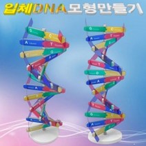 DNA 입체 모형 만들기 (10인용), 쿠장 본상품선택