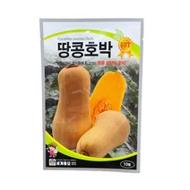 국산 땅콩호박 씨앗 10립 [22년포장] 항암성분 가득 땅콩 호박 종자