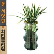치타플라워 동양란 태양금 투각청자분 [CD08-003] 승진 개업 축하 난 동양난 영전 취임 생일 선물 화분 고급 란 전국 당일 배송 꽃배달
