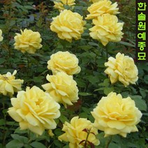 사계정원장미 장미나무 묘목 포트 관목형, 08.클레오파트라