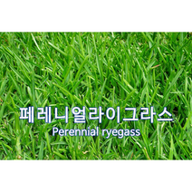 양잔디 씨앗 페레니얼라이그라스 3kg 약 45평 법면녹화 경사면녹화씨앗 잔디씨
