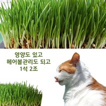 캣그라스 대용 보리새싹 키우기 새싹보리 키우기 햇 겉보리 국내산 500g, 1개 / 500g