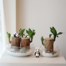 [D.I.Y] 수경재배식물 행운목 수중식물 인테리어 공기정화 천연가습 초보식물키우기, 행운목 1개+유리수반(기본), 1세트