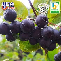2022년 햇 아로니아생과(냉동) 10kg / 꼭지제거 / 최상급