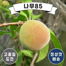 (나무85) 복숭아나무 11종 시리즈, 16. 조생황도결실주, 1개