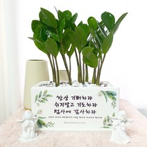화분마당 성경말씀 금전수 돈나무 직사각 화분, 쇼핑백 추가X, 1개