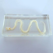 파충류 뱀의 골격 관찰 투명 아크릴 표본 사이언스 교재 방과후 조립 창작 모듈 체험 실험