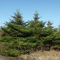 구상나무 H5.0m 판매, 1개