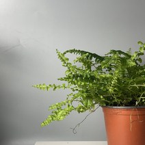 보스턴 고사리 식물만 기본마사 음지 식물 키우기 쉬운 그늘 에서 잘 자라는 보스톤, 보스턴고사리, 한국 화이트, 검정화산석, 1개