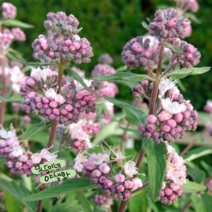 층꽃 [1포트] 스테피 핑크 (복남이네 야생화 모종 층층이꽃 caryopteris)