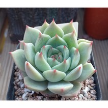늘꽃다육 달맞이. 키우기쉬운국민다육 다육식물 다육 다육이 화분