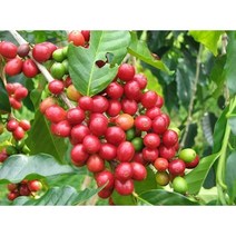 커피나무 10cm화분묘 3개 실내월동 다년초 관엽식물 식용식물 [케이야생화]