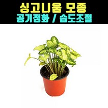 곰빵몰 싱고니움 실내공기정화식물 습도조절 Goose